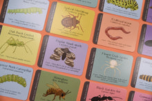 Load image into Gallery viewer, British Bugs ID Cards | Button and Squirt | Hadley Green Home